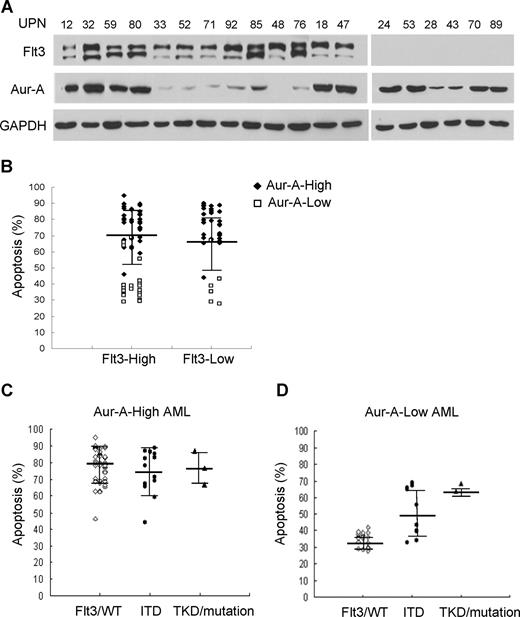 Figure 5. Flt3 mutations, but not expression level, in primary AML blasts indicate sensitivity to VX-680. (A) Expression of Aur-A and Flt3 in the representative AML samples. Primary leukemic blasts obtained from AML patients were lysed, and proteins were analyzed by Western blot analysis with antibodies as indicated. GAPDH served as a loading control. (B) Expression of Flt3 does not predict apoptotic response to VX-680 (P > .05). Dot plot of apoptotic response in individual AML samples to VX-680 (50 nM) was grouped by level of Flt3 expression. (C,D) AML cases were further stratified by Flt3 mutation status in the Aur-A-high or Aur-A-low group. Flt3/WT indicates wild-type Flt3; ITD, Flt3 internal tandem duplication; TKD, the activation loop of the tyrosine kinase domain mutations. Error bars represent SEM.