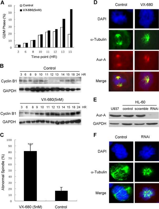 Figure 6. VX-680 induces G2/M arrest and disturbs mitotic spindle assembly. HL-60 cells were released from double thymidine-induced G1/S block in the presence of 5 nM VX-680 or DMSO. (A) DNA content of cells collected at the indicated time points was assessed by flow cytometric analysis of cells labeled with PI. Percentage of the cell population in G2/M phase was shown. (B) Cyclin B1 expression at these time points was assessed by Western blot analysis. GAPDH was used as a loading control. A representative of 3 independent experiments was shown. (C) Samples were taken during mitosis and stained with anti-α-tubulin antibody. The percentage of distinct spindle structures in mitosis was averaged from 3 independent experiments. At each time point, more than 100 spindle structures were counted (P < .001). (D) The morphology of mitotic spindles and chromosomes was shown by immunofluorescence staining with anti–α-tubulin antibody and anti–Aur-A antibody. Microtubules are stained as green, Aur-A protein as red, and chromosomes as blue. Bars represent 10 μm. (E) Aur-A expression was suppressed by RNAi in HL-60 cells. (F) The morphology of mitotic spindles and chromosomes in siRNA-transfected HL-60 cells was similar to that in VX-680–treated cells. Microtubules are stained as green and chromatosomes as blue. Bars represent 10 μm.