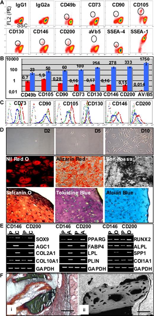 Figure 2. Native BM MSCs. (A) Flow cytometric sorting of native cells. BM mononuclear cells were prepared and labeled as indicated in Document S1. The sorting gate was determined on the FL2 vs SSC as shown. For SSEA-1, no specific cell subset corresponding to the sorting gate was identified. The percentages (mean ± SEM, n = 7) of BM cells recovered from the total MNCs was (highest to lowest) 1.9% (± 0,4%; CD105), 0.7% (± 0.2%; CD49b), 0.28% (± 0.03%; CD90), 0.17% (± 0.025%; CD130), 0.16% (± 0.035%; CD73), 0.16% (± 0.015%; CD146), 0.15% (± 0.04%; CD200), and 0.014% (± 0.004%; integrin alphaV/beta5). (B) Cell recovery and enrichment in CFU-Fs in the sorted fractions. Red bars indicate cell recovery (percentage of cells recovered in the sorted fraction). Blue bars indicate enrichment in CFU-Fs (cloning efficiency in sorted cells related to that in total mononuclear cells before sorting). Mean values are indicated on top of each bar; error bars represent SEM (n = 4). AV/B5 indicates integrin alphaV/beta5. (C) Protein expression after differentiation. The pattern of protein expression was studied by flow cytometry before differentiation of culture-amplified BM MSCs at passage 1 (continuous red line) and 10 days after induction in osteogenic (continuous green line) and adipogenic (continuous blue line) media (1 representative experiment of 3). Discontinuous lines indicate irrelevant isotype controls. Notice the decrease in expression for CD73, CD105, CD146 and CD200; for CD90 the expression declined only after adipogenic induction; for CD130 there was no decrease. (D) CFU-Fs from CD200+ cells. CD200+ sorted cells (n = 6) were cultured in alpha-MEM plus 10% FCS plus 1 ng/mL bFGF plus supplements as indicated in Document S1. Cultures were screened at days 2, 5, and 10. CFU-Fs were counted at day 10. CFU-Fs could not be grown from CD200− cells. Similar results were obtained for the different sortings using antibodies indicated in panel A. (E) In vitro adipocytic, osteoblastic, and chondrocytic differentiation of CD200+ cells: histochemical markers. P1 confluent layers obtained from CD200+ cells were trypsinized and cells were seeded in differentiation media as indicated in Document S1. Adipocytic differentiation was assessed after 14 days by revealing the presence of cells containing large Nile Red O+ intracytoplasmic vesicles. Osteoblastic differentiation was assessed after 21 days by revealing the presence of von Kossa+ and Alizarin Red+ mineralized areas. Chondrocytic differentiation was assessed after 21 days by revealing the presence in the micropellets of cartilage-specific glycosaminoglycans stained by Safranin O, Toluidine Blue and Alcian Blue. Similar results were obtained for CD146+ cells (data not shown). Experiments were performed in duplicate. Micrographs were acquired with a Leica Microsystems microscope fitted with 10×/0.22 or 20×/0.30 objectives, a Nikon digital camera (DMX1200F; Nikon, Champigny-sur-Marne, France), and Nikon AXT-1 acquisition software (v2.63). (F) In vitro adipocytic, osteoblastic and chondrocytic differentiation of CD200+ cells: molecular markers. RNA was extracted from CD200+ cells cultured in proliferation medium (P) or differentiated into adipocytes (A), osteoblasts (O) and chondrocytes (C). Experiments were performed in parallel on CD200+ and CD146+ cells. RT-PCRs were performed using primers specific for C: transcription factor SOX-9 (SOX9), aggrecan core protein (AGC1), collagen 2, alpha1 chain (COL2A1), collagen 10, alpha1 chain (COL10A1), A: peroxisome proliferator-activated receptor gamma (PPARG), fatty acid-binding protein (FABP4), lipoprotein lipase (LPL), perilipin (PLIN), O: Runt-related transcription factor 2 (RUNX2), alkaline phosphatase (ALPL), osteopontin (SPP1), collagen 1, alpha1 chain (COL1A1). Housekeeping gene analyzed was glyceraldehyde 3-phosphate dehydrogenase (GAPDH). Experiments were performed in duplicate. (G) In vivo ectopic bone formation by CD200+ cells. CD200+ BM MSCs were cultured in proliferation medium (Passage 1) before loading on MBCP ceramic discs that were implanted subcutaneously in nude mice. Mice were killed after 4 weeks. Ceramic discs implanted subcutaneously without cells served as negative controls. (i) Histology picture (Goldner trichrome stain). Bone is stained green; ceramic has a shadowy white appearance. Bar = 50 μm. (ii) Back-scattered electrons mode (BSEM) picture. Mineralized bone is gray with typical osteocyte lacunae, ceramic is white and nonmineralized tissue is black. Bar = 50 μm. Micrograph i was acquired with a Zeiss Axioplan 2 light microscope (Carl Zeiss, Oberkochen, Germany) fitted with a 40× objective, a Kappa OX-40 CDD camera, and Kappa imageBase software (Kappa Opto-electronics, Gleichen, Germany). Micrograph ii was acquired with a scanning microscope with backscattered electron mode (SEM, LEO1450VP, Germany).