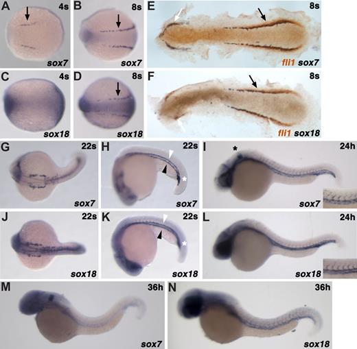 Figure 1. sox18 and sox7 are coexpressed in endothelial cells and their precursors. The expression of the 2 genes was analyzed by ISH at various developmental stages, alongside with known markers. The expression of the 2 genes in endothelial cells and their precursors appears to be largely overlapping, although sox7 starts being detectable, and fades away, slightly earlier than sox18. (A,C) 4 somites, 40× magnification; (B,D-F) 8 somites; white and black arrows point to the ALM and PLM, respectively. (G,H,J,K) 22 somites; the developing DA, PCV, and ICM are marked with white arrowheads, black arrowheads, and white asterisks, respectively. (I,L) 24 hpf; higher magnifications inserts on the right show expression in the DA, PCV, and ISVs. A black asterisk in panel I marks sox7 expression in the otic vesicles. (M,N) 36 hpf. In all images, embryos are shown anterior to the left. In flat-mount images (E,F), double ISHs are presented to show colocalization of sox7 and sox18 with the innermost fli1-positive cells in the PLM. (A-D,G,J) Dorsal views. (H-N) Lateral views.