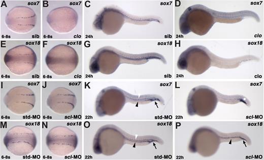 Figure 2. The early endothelial expression of sox18 and sox7 is affected in cloche mutants but not in scl-morphants. The expression of sox7 and sox18 was analyzed by ISH in pools of embryos from cloches5 heterozygotes clutches at 6 to 8 somites (A,B,E,F) and 24 hpf (C,D,G,H). Control hybridizations carried out with gata1 or cdh5 probes, at the 2 developmental stages, confirmed that cloche mutant embryos were present at the expected Mendelian frequencies. Images of cloche mutants (B,F) (with sox7 and sox18 probes, respectively) and siblings (A,E) (with sox7 and sox18 probes, respectively) are shown in dorsal views, anterior to the left; the expression of both genes in the PLM is lost in the mutants. The expression of sox7 and sox18 in nonvascular domains is unaffected in cloche mutants at 24 hpf, while most endothelial expression is lost (D,H) (clo embryos with sox7 and sox18 probes, respectively); (C,G) (siblings); lateral views, anterior to the left. The expression of sox7 and sox18 was analyzed by ISH in control embryos injected with std-MO and in scl-morphants at 6 to 8 somites (I,J,M,N) and 22 hpf (K,L,O,P). Control hybridizations on scl-morphants were carried out with gata1 at both developmental stages. Comparable levels of sox7 and sox18 expression in the PLM are shown in control embryos (I,M) (with sox7 and sox18 probes, respectively) and in scl-morphants (J,N) (with sox7 and sox18 probes, respectively); dorsal views, anterior to the left. Expression of sox18 (20 of 23) but not sox7 (19 of 23) is detectable in the PCV region in scl-morphants at 22 hpf (L,P) (with sox7 and sox18 probes, respectively); std-MO–injected embryos are shown as a control (K,O) (with sox7 and sox18 probes, respectively); lateral views, anterior to the left. White arrowhead indicates DA; black arrowhead, PCV; black arrow, caudal vein (CV) region; and white asterisk, ICM.