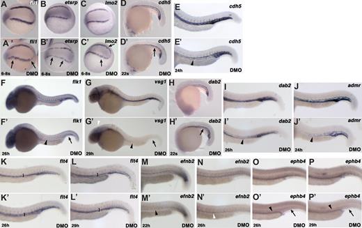 Figure 4. The double knockdown of sox18 and sox7 differentially affects the expression of several endothelial markers. We analyzed by ISH endothelial markers in control embryos and double morphants from 6 to 8 somites to 22 to 29 hpf. (A-P) Control embryos, ie, std-MO-injected embryos in all panels but panels C and J showing uninjected embryos. (A′-P′) Double morphants. Dorsal (A-C) or lateral views (D-P) are shown, anterior to the left, of whole embryos (40×) or trunk/tail regions (63×). (A-C) Dorsal views, showing expression of the indicated markers in the PLM. (A,A′) control uninjected and DMO embryos, respectively, at 6- to 8-somite stage probed with fli1. (B,B′) control std-MO and DMO embryos, respectively, at 6- to 8-somite stage probed with etsrp. The expression of fli1 (8 of 11) and etsrp (8 of 11) appears slightly reduced and less organized in the double morphants. Black arrows point to particularly altered expression. (C,C′) control std-MO and DMO embryos, respectively, at 6- to 8-somite stage probed with lmo2. The expression of lmo2 appears less organized (black arrows) in the DMOs (10 of 14). (D,D′) 22 somites, cdh5, panendothelial marker. The expression in the PCV (black arrow) is slightly reduced in the DMO embryos (15 of 18). (E,E′) 24 hpf, cdh5. The hybridization signal in the trunk/tail region is reduced mainly in the PCV (19 of 26; arrowhead). (F,F′) 26 hpf, flk1, preferentially expressed in arterial endothelial cells at this stage in control embryos. The hybridization signal is reduced in the axial vessels of the double morphants (10 of 17; black arrowhead pointing to DA, PCV; black arrow to CV region). (G,G′) 29 hpf, vsg1, mainly expressed in venous endothelial cells at this stage in control embryos. The expression is dramatically reduced in the double morphants (11 of 12; MCeV region, white arrowhead; PCV, black arrowhead; CV, arrow). (H,H′,I,I′) dab2, panendothelial marker at 22 somites, but mainly expressed in venous endothelial cells at 26 hpf in control embryos. The expression of dab2 in the double morphants is not reduced in the PCV (black arrow) at 22 somites (13 of 18) but is reduced at 26 hpf (12 of 16; arrowhead). (J,J′) 24 hpf, admr, panendothelial marker with stronger expression in the PCV than in the DA in control embryos. The expression of admr (8 of 13) is reduced in the double morphants (arrowhead). (K,K′) 26hpf, flt4, venous endothelial marker at this stage in control embryos. The hybridization signal in axial vasculature is broader in the double morphants (11 of 18) than in control embryos (square bracket), possibly indicating an anomalous persistence of flt4 expression in the DA. (L,L′) 29 hpf, flt4. The expression is now restricted to the PCV also in the double morphants (10 of 12). (M,M′, N,N′) 22 hpf and 26 hpf, respectively; efnb2, marking the DA. The signal in the DA is severely reduced at 22 hpf in the double morphants (13 of 19; black arrowhead), but becomes visible at 26 hpf (13 of 18; white arrowhead). (O,O′,P,P′) 26 hpf and 29 hpf, respectively; ephb4, marking the PCV and the underlying gut region. The signal in the PCV (arrowhead) and in the CV region (arrow) is severely reduced or absent in the double morphants (15 of 18 at 26 hpf, 8 of 11 at 29 hpf); staining in the gut region is still detectable. MCeV indicates middle cerebral vein.