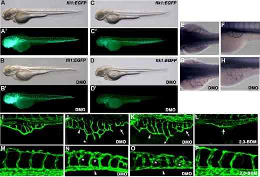 Figure 5. The double knockdown of sox18 and sox7 affects vascular development. We carefully analyzed the development of the vascular tree in the double morphants, using 2 different vascular-specific transgenic lines (ie, tg(fli1:EGFP)y1 and tg(flk1:EGFP)). (A,A′-D,D′) lateral views, anterior to the left, of 2.5-dpf embryos; for each embryo, both brightfield (A-D) and fluorescence (A′-D′) stereomicroscopic images are shown. (A,A′,B,B′) control std-MO– and DMO-injected embryos, respectively, of the tg(fli1:EGFP)y1 line. (C,C′-D,D′) control std-MO– and DMO-injected embryos, respectively, of the tg(flk1:EGFP) line. The expression of the transgene is not substantially reduced in the fli1:EGFP line, while it is dramatically reduced in the flk1:EGFP line upon double knockdown of sox18 and sox7. (E-H) Staining of the endogenous AP activity was performed to analyze angiogenesis in the region of the subintestinal vessels (SIV) basket at 3 dpf. (E,F) control std-MO–injected embryos in dorsal and lateral views, respectively, anterior to the left. (G,H) DMO-injected embryos in dorsal and lateral views, respectively, anterior to the left. The SIV basket is severely disorganized and enlarged in the double morphants, showing thinner vessels and anomalous spikes pointing toward the yolk. (I,P) Confocal images of fli1:EGFP double morphants and control embryos showing the SIV basket (I-L) and the caudal intersomitic vessels (ISVs) (M-P) at 3 dpf. All lateral views, anterior to the left. (I,M) Control std-MO–injected embryos. (J,N) Embryos coinjected with sox7-MO1 and sox18-MO1, 125 fmol each. (K,O) Embryos coinjected with sox7-MO1 and sox18-MO1, 250 fmol each. (L,P) Control embryos treated with 2,3-BDM to block heartbeat and blood circulation. The alterations in the SIV basket and in the caudal ISVs visible in the double morphants are clearly distinct from the mere effect of absent blood flow. (J,K) Consistent with AP staining, confocal analysis reveals in the double morphants a global disorganization of the SIV basket, which is highly enlarged, particularly in the posterior aspect (white arrow). The caliber of most vessels in the basket, and especially of the subintestinal vein, is reduced in the double morphants (white arrowhead), which also present abnormal spikes toward the yolk (white asterisks). (L) The SIV basket appears instead reduced (white arrow) in the embryos treated with 2,3-BDM. (N,O) The caudal vein plexus (white arrowhead) is severely reduced in the double morphants, but not in 2,3-BDM–treated controls (P). In the double morphants (N,O), anomalous branching (white asterisks) is visible in the dorsal aspect of the caudal ISVs, pointing to defective proliferation/guidance mechanisms in angiogenic development. No abnormal branching of the ISVs is caused by a mere block in blood flow (P).