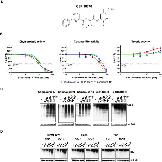 Figure 1. Structure of CEP-18 770 and analyses of CEP boronic acid proteasome inhibitors in human multiple myeloma (MM) cells. (A) Structure of CEP-18770; (B) Cellular proteasome inhibitory profile in cell lysates obtained from RPMI-8226 MM incubated with increasing concentrations of bortezomib, CEP-18770, and a related analog, compound 19 (Dorsey et al, manuscript submitted). Inhibition was measured using fluorogenic substrates for the different catalytic activities of the proteasome. Results were plotted as percentage inhibition compared with nontreated lysates. Experiments were performed in triplicate. Error bars represent SD. (C) Ubiquitination assay: RPMI-8226 cells were treated for 24 hours with compounds 17, 24, 19 described previously (Dorsey et al, 2007) as well as CEP-18770 and bortezomib at the indicated concentrations; the accumulation of ubiquitinated proteins induced by proteasome inhibitors was assayed by Western blotting (WB) with antiubiquitin antibody. α-tubulin protein expression was included for protein loading normalization. (D) RPMI-8226, U266, and K562 cells were treated for different times with 20 nM CEP-18770 and 10 nM bortezomib (BOR); accumulation of ubiquitinated proteins was assayed by WB as described.