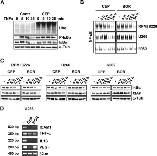 Figure 2. CEP-18 770 modulates the NF-κB signaling pathway in human MM cell lines. (A) RPMI-8226 cells were pretreated with control solvent (dimethyl sulfoxide; DMSO) or CEP-18770 (20 nM) for 6 hours before stimulation with TNF-α (10 ng/mL) for the indicated times. Whole cell extracts were immunoblotted with anti-IκBα and phosphorylated IκBα (P-IκBα) to assess IKK-mediated NF-κB activation. α-tubulin immunoblotting was included for protein loading normalization. (B) Whole-cell extracts were analyzed for NF-κB activation by electrophoretic mobility shift assay (EMSA). A section of the fluorogram is shown. (C) RPMI-8226, U266, and K562 cells were treated with CEP-18770 (20 nM) or BOR (10 nM) and immunoblotted with the specified antibodies to detect levels of total IκBα, P-IκBα and XIAP proteins. (D) U266 cells were treated with control diluent, CEP-18770 (20 nM), or BOR (10 nM) for 12 hours. Levels of ICAM1, TNF-α, IL1β, VEGF, and β2-microglobulin mRNA were analyzed by semiquantitative RT-PCR.