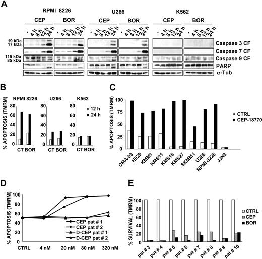 Figure 3. CEP-18770 induces apoptosis in human MM cell lines and in purified primary human MM explant cultures. (A) RPMI-8226, U266, and K562 cells were treated with CEP-18770 (20 nM) or BOR (10 nM) for the indicated times. Levels of cleaved fragments of caspase 3, caspase 7, and caspase 9 (CF) and of full-length (115 kDa) and cleaved fragment of PARP (85 kDa) were determined by immunoblotting on whole-cell lysates with the indicated antibodies; α-tubulin protein expression was included as loading control. (B) Apoptosis was measured by flow cytometry with the mitochondrion-permeable dye TMRM in RPMI-8226, U266, and K562 cells after 12 and 24 hours of CEP-18770 (20 nM) or BOR (10 nM) treatment. Histograms are representative of the percentage of apoptotic cells in one of 3 experiments (C) Human MM cell lines were treated with control diluent or CEP-18770 (20 nM) for 24 hours, percentages of apoptosis were measured after TMRM staining by flow cytometry. Histograms are representative of the percentage of apoptotic cells in one of 3 experiments (D) CD138+ PC, obtained from 2 patients with MM, were separated by positive selection and PC were seeded on a BMSC monolayer and treated with CEP-18770 or inactive deboronated CEP-18770 for 72 hours at different concentrations. The percentage of purified MM cells undergoing apoptosis as measured by staining with TMRM and flow cytometry is indicated. (E) CD138+ PC obtained from 8 patients with MM (PC > 10%) as described above, were treated with CEP-18870 (20 nM) or bortezomib (BOR) (10 nM) for 72 hours. Apoptosis was measured by flow cytometry after TMRM staining. Histograms represent the percentage of viable cells normalized versus control samples.