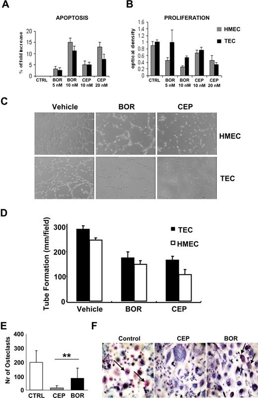 Figure 5. CEP-18770 inhibits EC survival, proliferation and tubular morphogenesis and M-CSF-RANKL–mediated osteoclastogenesis. (A-C) HMEC and TEC cells were treated with CEP-18770 and bortezomib (BOR) at the indicated concentrations. (A) Apoptosis was measured at 24 hours by flow cytometry after staining with TMRM. (B) Proliferation was assayed at 48 hours by crystal violet staining. Absorbance was read at 595 nm with an ELISA reader. Error bars represent SD. (C) Representative micrographs of capillary-like structure formation on Matrigel-coated wells in the presence or absence of proteasome inhibitors. Cells were observed with a Nikon inverted microscope and experimental results recorded after 6 hours from seeding. (D) Data show the mean (± 1 SD) of total length of capillary-like structures analyzed by the Micro-Image system (Casti Imaging) and expressed as mm/field by the computer analysis system in 5 different files at 100× magnification in duplicated wells of 4 different experiments. (E,F) To obtain fully differentiated osteoclasts (OC), PBMC were cultured for 10 days in the presence of recombinant human M-CSF. OC were activated by RANKL and simultaneously treated with CEP-18770 (CEP, 20 nM) or BOR (10 nM) for 5 days. Cells were incubated in duplicate for each condition. Mature OC were identified as TRAP+ multinucleated cells containing 3 or more nuclei. (E) Histograms represent means (± SD; error bars) of absolute numbers of OC from 6 nonmyelomatous donors. **P < .01 as analyzed by Student t test. (F) Three representative photographs of OC treated with control diluent (Control), CEP-18770 20 nM (CEP), and bortezomib (BOR) 10 nM. Arrows indicate TRAP+ cells (final magnification 400×).