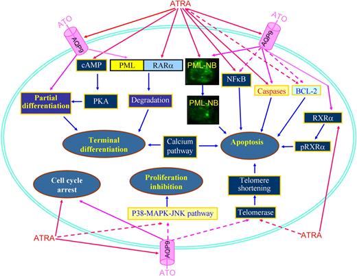 Figure 5. Schematic representing synergic/additive effects of ATRA and ATO. PML-NB indicates PML nuclear body; pRXRα, phosphorylated RXRα. Solid lines represent effects of induction, promotion, or amplification, while dashed lines represent action of inhibition, down-regulation, or diminution.
