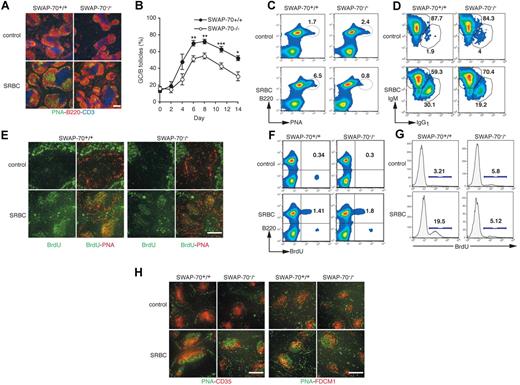 Figure 1. Germinal center formation reduction in SWAP-70−/− mice. Wt and SWAP-70−/− mice were immunized with SRBCs, or injected with PBS as control. (A) Spleen sections were stained for GCs using PNA (green), B220 (red), and CD3 (blue) 6 days after immunization. (B) Percentage of B follicles containing GCs in spleen sections of immunized animals at the indicated time. (C) Flow cytometry of GC B cells, defined as B220+ B cells that are positive for PNA. Numbers indicate percentage of cells. Data are representative of 5 independent experiments. (D) Flow cytometry of nonswitched (IgM) and switched (IgG1) isotypes among the GC B cells gated as in panel C. Numbers in outlined areas indicate percentage of cells in each. Data are representative of 2 independent experiments. (E) Spleens stained for BrdU (green) and PNA (red) after a 5-hour pulse of BrdU 6 days after SRBC immunization. (F) B220 expression and BrdU incorporation 6 days after immunization. (G) BrdU staining in B220+PNA+ GC B cells. Numbers indicate percentage of cells. Data are representative of 2 independent experiments. (H) Spleen sections stained for PNA (green) and CD35 (red, left) or FDCM-1 (red, right) at day 6 after immunization. Data are representative of 3 independent experiments. Scale bars represent 200 μm.