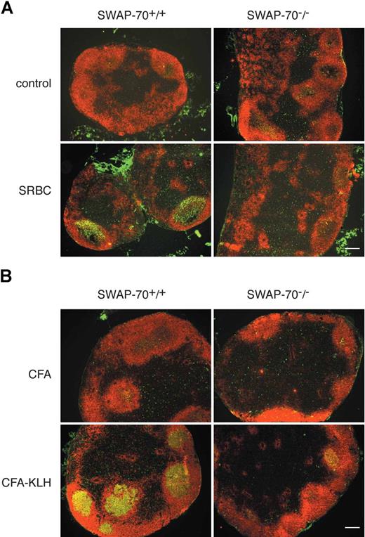 Figure 2. GC formation in LN. (A) SWAP-70+/+ and SWAP-70−/− mice were immunized with SRBCs or PBS as control. Six days after immunization, mesenteric LN were stained for PNA (green) and B220 (red). (B) SWAP-70+/+ and SWAP-70−/− mice were immunized with CFA or CFA-KLH in the footpad. Six days after immunization, draining popliteal LN were stained for PNA (green) and B220 (red). Scale bars represent 200 μm.