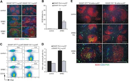 Figure 3. GC formation defect is intrinsic to SWAP-70−/− B cells. SWAP-70+/+ or SWAP-70−/− total splenocytes (A-D) or purified B cells (E) were adoptively transferred into μMT B cell–deficient mice, and 1 day after, mice were immunized with SRBCs or injected with PBS as control. (A) Spleen sections of SRBC-immunized μMT transferred with total splenocytes were stained for GC using PNA (green), B220 (red), and CD3 (blue) 6 days after immunization. (B) Percentage of B follicles containing GC in spleen sections of immunized animals at the indicated time. (C) Flow cytometry of GC B cells defining as CD19+ B cells that are positive for PNA. Numbers indicate percentage of cells. (D) Percentage of PNA+ cells among B cells. (E) Spleen sections of control or SRBC-immunized μMT transferred with purified B cells were stained for GC. Scale bars represent 200 μm.