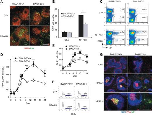 Figure 4. GC formation following T-dependent immunization. SWAP-70+/+ and SWAP-70−/− mice were immunized with CFA or NP-KLH emulsified in CFA. (A) Fourteen days after NP-KLH immunization or CFA injection, spleen sections stained for PNA (green) and B220 (red). Data are representative of 3 independent experiments. (B) Percentage of B follicles containing GC in spleen sections of immunized animals. (C) Flow cytometry of NP-specific B cells in the spleen of SWAP-70+/+ or SWAP-70−/− mice 14 days after immunization. (D) Mean percentage of NP+B220+ B cells in spleen of immunized mice at the indicated time. Experiments were done 5 times. (E) Flow cytometry of GL7 expression in NP+B220+ in spleen at the indicated time. (F) Flow cytometry of BrdU in NP+B220+ cells in spleen 14 days after immunization. Numbers indicate percentage of cells. Data are representative of 2 independent experiments. (G) Spleen stained for B220 (blue) PNA (red) and NP (green) 14 days after immunization. All scale bars represent 200 μm.