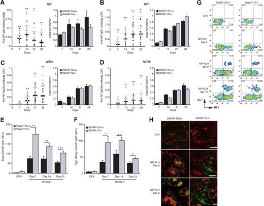 Figure 5. Increased NP-specific Ig secretion in SWAP-70−/− mice. SWAP-70+/+ and SWAP-70−/− mice were immunized with NP-KLH emulsified in CFA. (A-D) Serum response to NP-KLH immunization of wt and SWAP-70−/− mice. At the indicated times, samples were collected and total NP-specific anti-IgM (A), IgG1 (B), IgG2a (C), and IgG2b (D) Ab titers were determined by ELISA with NP12-BSA as capture antigen. Black and white circles represent individual mouse for wt and SWAP-70−/−, respectively. Black and gray bars represent the mean average for wt and SWAP-70−/−, respectively. Values are expressed as arbitrary optical-density units at 405 nm. The optical-density values for CFA-injected mice are less than 0.001. Right panels represent the mean ratios of high-affinity anti-NP3 versus total anti-NP12 serum Abs. Data are from 5 independent experiments. ELISPOT analysis of total (E) and high-affinity (F) IgG1 secretion by splenocytes from wt and SWAP-70−/− mice at the indicated times after NP-KLH immunization. Data represent the mean number of spots. (G) Flow cytometry of GL7 and IgG1 expression in NP+B220+ cells in spleen at the indicated times. (H) Spleen stained for PNA (red) and IgG1 (green) 6 days after immunization. All scale bars represent 200 μm.