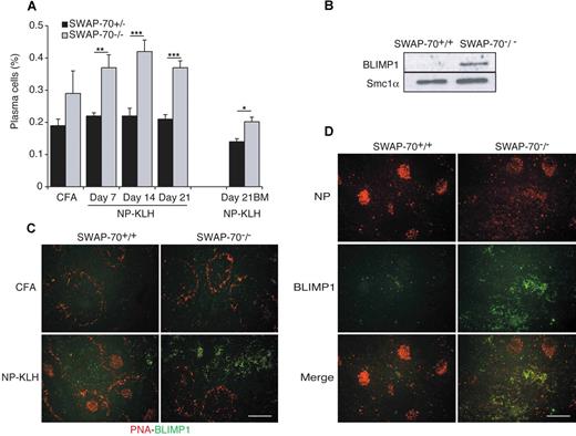 Figure 6. Plasma cell differentiation. (A) Flow cytometry of CD138+B220low plasma cells in the spleen and BM of SWAP-70+/+ or SWAP-70−/− mice at the indicated times after immunization with NP-KLH. Data represent the mean percentage of 4 independent experiments. (B) Immunoblot of lysates from splenocytes of wt and SWAP-70−/− mice 14 days after NP-KLH immunization. Blots were probed with anti-BLIMP1. SMC1α is used as loading control. (C) Spleens stained for BLIMP1 (green) and B220 (red) at 14 days after immunization. (D) Spleens stained for BLIMP1 (green) and NP (red). All scale bars represent 200 μm. Data are representative of 3 independent experiments.