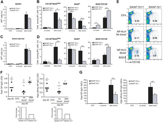 Figure 7. Memory B-cell response is reduced in SWAP-70−/− mice. Mice were immunized with NP-KLH emulsified in CFA, rested for 85 days, and reimmunized with NP-KLH for 5 days. (A) Flow cytometry of NP+ B cells in spleen. (B) Percentage of CD138+B220low, B220high, and B220−CD138+ cells among the NP+ cells in the spleen. (C) Flow cytometry of NP+ B cells in BM. (D) Percentage of CD138+B220low, B220high, and B220− cells among the NP+ cells in the BM. Data represent the mean percentage of cells in 3 independent experiments. (E) Flow cytometry of total plasma cells CD138+B220low in the spleen. Numbers indicate the percentage among total lymphocytes. (F) NP-specific total (left panel) and high-affinity (right panel) anti-IgG1 titers were determined by ELISA with NP12-BSA and NP3-BSA as capture antigen. Black and white circles represent individual mouse for wt and SWAP-70−/− respectively. Black and gray bars represent the mean average for wt and SWAP-70−/−, respectively. Values are expressed as arbitrary optical-density units at 405 nm. Fold increase in NP-IgG1 titers between no boost and after boost (low panels). (G) ELISPOT analysis of total (left panel) and high-affinity (right panel) IgG1 secretion by splenocytes from wt and SWAP-70−/− mice. Data represent the mean number of spots.