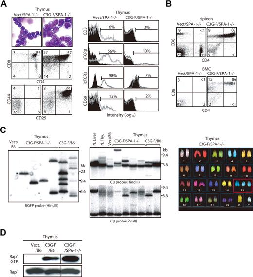 Figure 3. Clonal expansion of blastic thymocytes with marked accumulation of Rap1GTP in the recipients of C3G-F/SPA-1−/− HPCs. (A) Cells from the thymi of Vect/SPA-1−/− and C3G-F/SPA-1−/− HPC recipients were Giemsa-stained 12 weeks after transplantation. They were also multicolor analyzed for the expression of indicated antigens with the use of FACScan; the representative profiles in GFP+ fraction are shown. Filled areas in histograms indicate the control staining. (B) Spleen and BM cells (BMCs) of Vect/SPA−1−/− and C3G-F/SPA-1−/− HPC recipients were 3-color analyzed with the use of FACScan; CD4/CD8 expression profiles in GFP+ fractions are shown. (C) DNAs from the thymic cells of Vect/B6, C3G-F/SPA-1−/−, and C3G-F/B6 HPC recipients 12 weeks after transplantation were digested with indicated restriction enzymes and Southern blotted with the use of an EGFP (left panel) or a TCR Cβ (middle panels) cDNA probe. Normal liver and thymocytes served as controls for negative and positive Cβ gene rearrangement, respectively. Thymocytes from a C3G-F/SPA-1−/− HPC recipient were treated with colcemid and subjected to spectral karyotyping analysis (right panel). Eight of 10 mitotic cells showed an identical karyotype with chromosome 15 trisomy (boxed). (D) Cells from the thymi of Vect/B6, C3G-F/B6, and C3G-F/SPA-1−/− HPC recipients 12 weeks after transplantation were lysed; Rap1 GTP was detected by a pull-down assay. Vertical lines have been inserted to indicate a repositioned gel lane.