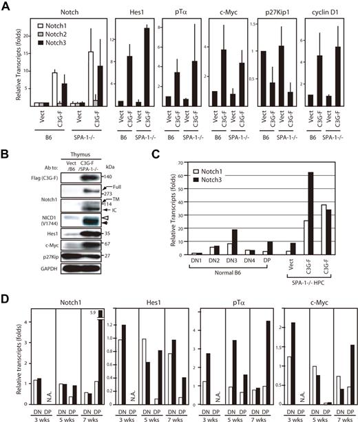 Figure 4. Augmented expression of Notch and the targets in C3G-F+ leukemic thymocytes. (A) RNAs were extracted from sorted GFP+ cells from the thymi of Vect/B6, C3G-F/B6, Vect/SPA-1−/−, and C3G-F/SPA-1−/− HPC recipients 12 weeks after transplantation; transcripts for indicated genes were assessed by real-time PCR. The transcripts of each gene were normalized to cyclophilin; relative amounts of transcripts (folds) to those of Vect/B6 thymocytes are indicated. The means and SE of 3 to 4 mice are shown. (B) Cells from the thymi of Vect/B6 and C3G-F/SPA-1−/− HPC recipients were lysed and immunoblotted with indicated antibodies. Full indicates full-length Notch; TM, transmembrane; and IC, intracellular Notch isoforms. Note different molecular sizes of NICD1 in Vect/B6 and C3G-F/SPA-1−/− HPC recipients (open and solid arrowheads). (C) RNAs were extracted from sorted thymocyte subsets (DN1, DN2, DN3, DN4, and DP) from normal mice as well as total thymocytes of Vect/SPA-1−/− and C3G-F/SPA-1−/− HPC recipients. Notch1 (open columns) and Notch 3 (closed columns) transcripts were assessed by real-time PCR and normalized to cyclophilin; relative amounts of transcripts (folds) to those of normal DN1 cells are indicated. The means of 2 independent analyses are shown. (D) Recipients of Vect/SPA-1−/− HPCs (open columns) and C3G-F/SPA-1−/− HPCs (closed columns) were killed 3, 5, and 7 weeks after transplantation; GFP+ DN and GFP+ DP thymocytes were sorted using FACSVantage. RNAs were extracted and the transcripts of indicated genes were assessed by real-time PCR. Relative amounts of transcripts (folds) to those of control DN cells at 5 weeks are indicated. The means of 2 analyses are shown. NA indicates not applicable because few DP cells were developed yet.