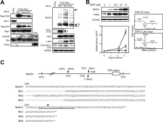 Figure 5. Notch1 mutations and Notch-dependent proliferation of C3G-F+ SPA-1−/− T-ALL cell lines. (A) T-ALL cell lines (Wo1, Wo2, and Wo3) established from the thymi of C3G-F/SPA-1−/− HPC recipients as well as normal thymocytes were lysed and immunoblotted with indicated antibodies. Rap1GTP and Ras GTP were detected by a pull-down assay. F indicates full-length Notch; TM; transmembrane form; and NICD, Notch intracellular domain. Note smaller NICD1 size in Wo1 line (solid arrowhead) than in normal thymocytes (open arrowhead). (B) T-ALL cell lines were cultured in the presence of various concentrations of DAPT for 48 hours, and the expression of indicated proteins was detected by immunoblotting (left upper panel). They were also cultured in the absence (circles) or presence of 0.3 μM (triangles) or 1 μM (rectangles) DAPT, and the viable cell numbers were determined by MTT assay at days 2 and 3 (left lower panel). Means and SE of triplicate cultures are indicated. T-ALL cells were cultured in the presence or absence of 1 μM DAPT for 2 days and analyzed for DNA contents (right panels). (C) Notch1 cDNAs of approximately 1.7-kb upstream of PEST region (from nt 6212 to nt 7973) were cloned from 3 independent T-ALL lines, and more than 5 subclones of each were sequenced. Insertions detected in more than 3 subclones were considered to represent genuine mutations and are indicated (top panel). Deduced amino acid sequences are also indicated (bottom panel). An underline indicates the PEST domain, and an asterisk marks the stop codon. T2512 required for the binding of FBW7 ubiquitin ligase is indicated by a dot.