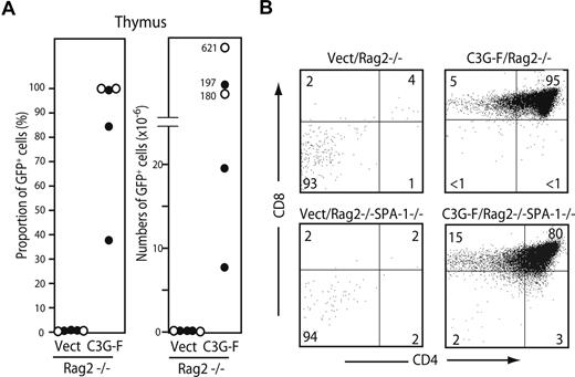 Figure 6. Expansion of C3G-F+ DN cells is independent of pre-TCR. (A,B) Rag2−/− (•) and Rag2−/− SPA-1−/− (○) HPCs were infected with empty or C3G-F–containing retrovirus followed by transplantation into irradiated B6 mice. Twelve weeks later, mice were killed, and the proportions and numbers of GFP+ thymocytes were determined. The thymocytes were 3-color analyzed by FACSCalibur, and CD4/CD8 expression profiles in GFP+ population are indicated.