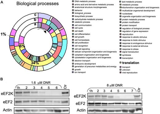 Figure 5. COFRADIC N-terminal analysis revealed preferential down-regulation of proteins related to protein translation/RNA-binding in DNR/CHX-treated NB4 cells. (A) Gene Ontology-based analysis of the COFRADIC protein data according to biologic function. The inner ring (a) represents the biologic process relative values of all the proteins identified in the analysis. The middle ring (b) represents the N-terminal down-regulated proteins, and the outer ring (c) represents the protein substrates producing stable cleavage products. The pie chart visualizes a striking preferential down-regulation of proteins involved in translation (b). The chart was generated using the PIGOK analysis; http://128.40.158.133/pigok.html. (B) HL60 cells were treated with 1.6 or 8 μmol/L DNR for the periods indicated, and extracts were immunoblotted and probed for eEF2K and eEF2.