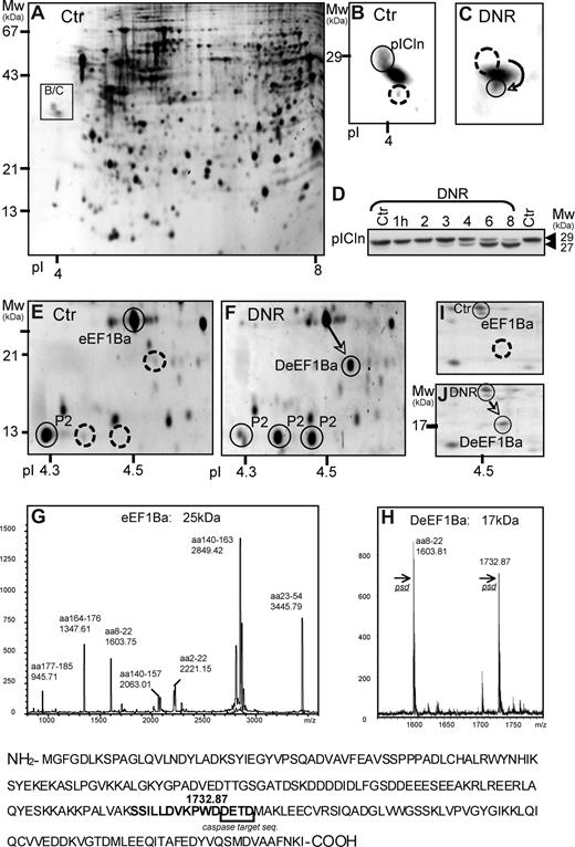 Figure 6. Protein truncation and dephosphorylation events detected by 2DE in DNR-treated HL60 cells. (A,B) The boxed area shows the position (A) and detail (B) of the methylosome subunit chloride conductance regulatory protein (pICln) in Sypro Ruby-stained 2DE gels (pI 3-10) with extract of control HL60 cells. (C) Like panel B, except that boxed area is from gel with extract from HL60 cells treated for 6 hours with 8 μmol/L DNR. (D) Immunoblotting of pICLn on extracts of HL60 cells treated with 1.6 μmol/L DNR for the times indicated. Note truncation of pICLn from 29 to 27 kDa, starting after 3 hours of DNR exposure. (E) The spots circled with solid lines show the MS-detected ribosomal protein P2 (rpP2) and eEF1Ba (25 kDa). (F) After 6 hours with 8 μmol/L DNR, a significant proportion of the eEF1Ba appeared as a 17 kDa form (arrow), whereas rpP2 appeared as 3 spots of similar size but with different pI. (G and H) MALDI analysis of the 25-kDa (G) and 17-kDa (H) variants of eEF1Ba revealed a tryptic peptide (1732.87), present only in the 17-kDa ΔeEF1Ba. It was identified by tandem mass spectrometry to have a predicted caspase cleavage site (DETD) at its C terminus. (I-J) The relative distribution of eEF1Ba (circled) and ΔeEF1Ba (arrow) in 2DE gels (pI 4-5) of extract from blasts from patients with AML (M2, patient 5) treated in vitro for 6 hours with vehicle (I) or 8 μmol/L DNR (J). The gels were silver-stained.