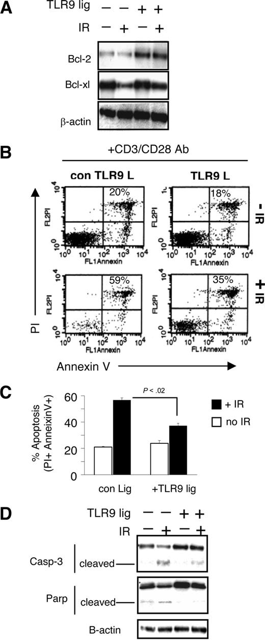 Figure 1. TLR9-stimulation on CD4 T lymphocytes represses IR-induced apoptosis. (A) CD4 T cells were purified by negative selection and then followed by positive selection using magnetic beads. 106 cells were activated with plate-bound anti-CD3 and CD28 antibody for 48 hours. After this time, cells were cultured in fresh media in the absence or presence of TLR9 ligand (10 μg/mL CpG-ODN) for 24 hours, as described in “Methods.” After activation, cells were irradiated (300 cGy γ-radiation) and parked in culture for an additional 24 hours. Cells were then harvested and total cell lysates were used for analysis by Western blot for the expression of indicated proteins. (B,C) Alternatively, 24 hours after irradiation apoptosis was evaluated by staining cells with annexin-V plus propidium iodide and the average of several experiments is shown in panel C. The percentages indicated on the graph are the percent of double positive PI- and annexin V–stained cells (± SD, n = 3 experiments). P values were determined by use of Student t test; P < .02. (D) CD4 T cells were treated as described in panel A. Twenty-four hours after irradiation cell lysates were used to analyze the expression of the indicated proteins by Western blots.