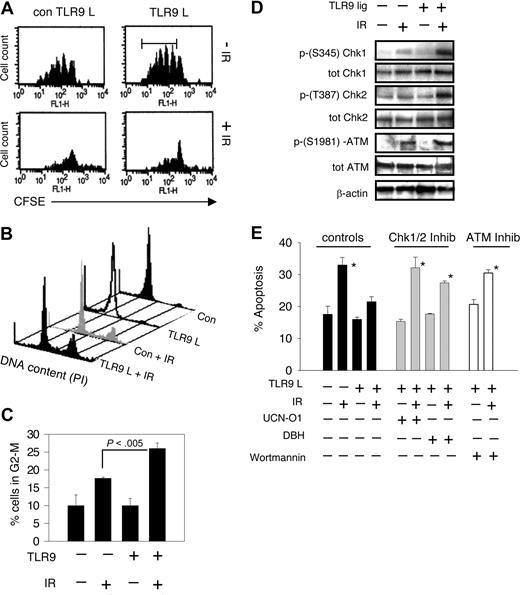 Figure 2. TLR9 engagement plus γ-radiation enhances cell-cycle checkpoint activation. (A) CD4 T cells were labeled with CFSE (1 μM), activated with plate-bound anti-CD3 and CD28 antibodies for 48 hours. Cells were removed and placed in fresh media containing TLR9 or control ligand (10 μg/mL) for 24 hours followed by IR (300 cGy γ-radiation). Cells were maintained in the presence of IL-2 (50 U/mL) for an additional 3 days. Seventy-two hours after IR, T-cell division was evaluated by flow cytometry. Each CFSE peak, after the first peak, represents one cycle of cell division. (B) CD4 T cells were activated with plate-bound anti-CD3 and CD28 antibodies for 48 hours. Cells were removed and placed in fresh media containing TLR9 or control ligand (10 μg/mL) for 24 hours followed by IR (300 cGy γ-radiation). Twenty-four hours after IR, cells were harvested, stained with propidium iodide, and analyzed by flow cytometry. The data in the histogram in panel B show the DNA content of cells from different groups. The percentage of cells in the G-2M phase, compiled from several experiments (± SD) is shown in panel C. P values were determined by use of Student t test; P < .005. (D) CD4 T lymphocytes were treated as described in panel C except that protein was collected from TLR-stimulated or nonstimulated cells plus or minus IR 20 minutes after IR. Western blot was used to analyze the indicated proteins. (E) CD4 T lymphocytes were treated as described in Figure 1. Before IR exposure, UCN-01 or DBH, which inhibit Chk1 and Chk2 activation, or wortmannin, which inactivates PI3K activity, were added to cell cultures. The levels of apoptotic cells as determined by annexin V and propidium iodide staining were evaluated 24 hours after IR and were measured by flow cytometry. The data shown is representative of at least 2 experiments (± SD), each showing identical results. The Student t test was used to determine P values between the indicated groups and irradiated, TLR9-treated cells; *P < .05.