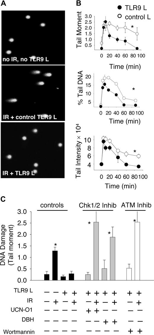 Figure 3. TLR9-engaged CD4 T cells show increased DNA repair activity. (A) CD4 T lymphocytes were treated as described in Figure 1. Briefly, after activation and TLR9 ligand treatment CD4 T cells were irradiated or not. Comet analysis was conducted 30 minutes after irradiation. Representative images of DNA comet formation 30 minutes after irradiation are shown. (B) The levels of IR-induced DSB DNA damage (using neutral pH conditions that specifically detect DSB), at the indicated time points after IR are shown as tail moment, percent tail DNA, and tail intensity. Data are the means (± SD, n > 150 cells per condition). (C) Thirty minutes after IR the levels of DSBs were measured using the comet assay in cells treated with Chk1 and Chk2 inhibitors, UCN-01, DBH, or inhibitors of ATM, ATR and related protein kinases, wortmannin. The data shown are representative of at least 2 experiments, each showing identical results. P values for all 3 graphs in panel B were determined by use of 2-way analysis of variance using data acquired between 20 and 90 minutes after IR; *P < .05. Groups with asterisks represent groups that reached statistical differences as compared with irradiated, TLR9-stimulated cells.