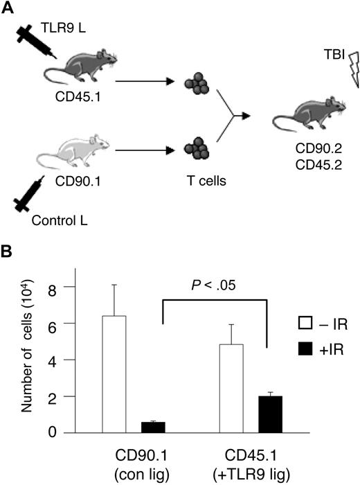 Figure 5. CD4 T cells from TLR9 ligand–treated mice show a lower sensitivity to IR-induced apoptosis. (A) A schematic representation of the protocol used for the experiments described here. CD4 T cells were purified from CD45.1 BL/6 mice that were injected with TLR9 ligand (3 intraperitoneal injections of 50 μg/mL on days 1, 3, and 5) or from Thy1.1 (CD90.1) BL/6 mice injected with control ligand. T cells (4 × 106) were mixed at a 1:1 ratio and intravenously injected into congenic CD90.2 CD45.2 BL/6 mice (n = 3). Twenty-four hours after adaptive transfer, mice underwent TBI (300 cGy) or not. (B) Ten days after TBI, the numbers of CD45.1 and CD90.1 cells were determined by flow cytometry by staining spleen cell suspensions with antibodies to CD4, CD45.1, or CD90.1. Data shown are the means (± SD); P values were determined by use of the Student t test; *P < .05; There was not a significant difference in T-cell numbers in non-IR hosts (P > .1).