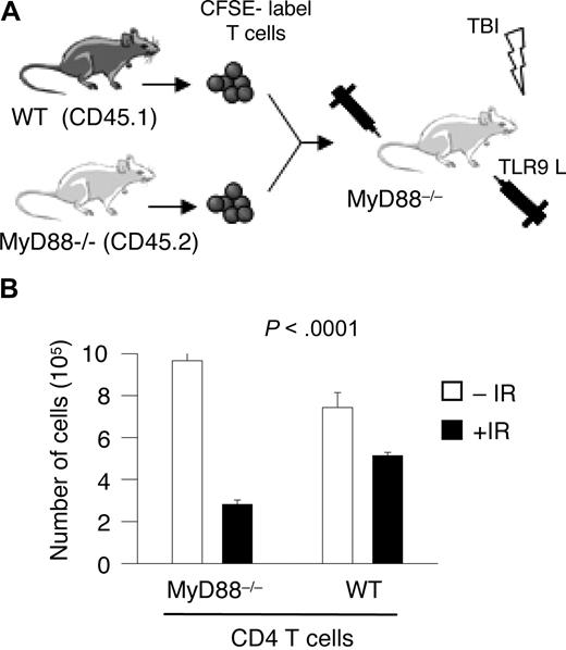 Figure 6. TLR9 engagement on CD4 T lymphocytes in vivo show greater radioresistance than non-TLR–stimulated CD4 T lymphoyctes. (A) A schematic representation of the protocol used for the experiments described here. CD4 T cells were purified from WT CD45.1 and MyD88–/– CD45.2 BL/6 mice. Cells were activated with anti-CD3/CD28 Ab for 48 hours, pooled at a 1:1 ratio, labeled with CFSE, and intravenously injected into MyD88–/– mice (n = 5) followed by 3 intraperitoneal injections of TLR9 ligand (50 μg/injection) on days 1, 3, and 5. Mice were irradiated on day 6 (300 cGy). (B) The number of WT and MyD88–/– CD4 T lymphocytes recovered from the spleen and lymph nodes of IR and non-IR animals was determined using flow cytomety. The expression of the congenic markers CD45.1 and CD45.2 were used to identify transferred cells. The endogenous population of MyD88–/– T cells was distinguished from transferred MyD88–/– T cells based on their labeling with CFSE. The Student t test was used to determine P values between the indicated groups; *P < .05; ns indicates not significant.