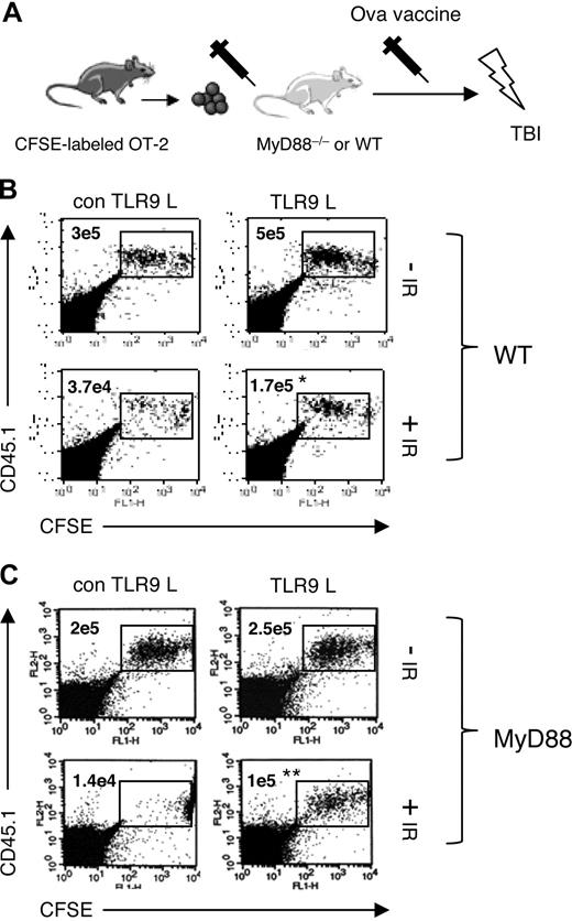 Figure 7. TLR9-stimulated OT-2 CD4 T lymphocytes respond to antigenic stimulation after total body irradiation. (A) A schematic representation of the protocol used for the experiments described here. Purified OT-2 CD4 T cells (106) were labeled with CFSE and intravenously injected into MyD88–/– mice or WT mice (n = 3). Twenty-four hours after adoptive T-cell transfer mice were vaccinated via intraperitoneal injection with ovalbumin protein (500 μg), α-CD40 antibody (50 μg) plus or minus TLR9 ligand (50 μg). One day after vaccination, mice were irradiated (TBI; 300 cGy) or not. OT-2 T-cell proliferation was evaluated in WT (B) and MyD88–/– (C) mice using flow cytometry 10 days after vaccination. Each CFSE peak, after the first peak, represents one cycle of cell division. The average number of OT-2 T cells recovered from the spleens of MyD88 or WT mice is shown on the dot plot. The Student t test was used to determine P values between the numbers of OT-2 cells in irradiated, TLR9 ligand–treated and irradiated, non-TLR9 ligand–treated mice; *P < .05, **P < .005.