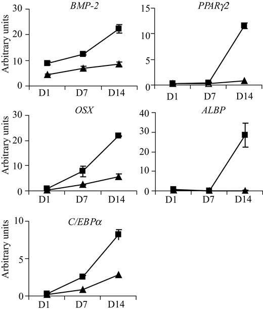 Figure 4. Imatinib modulates the expression of genes involved in both osteogenic and adipogenic differentiation. Bone trephine explant cultures grown under osteoinductive conditions were treated with (■) or without (▴) 3 μM imatinib, and RNA was harvested on days 0, 1, 7, and 14. Quantitative real-time PCR was used to examine mRNA levels of key genes involved in osteoblast and adipocyte development. Treatment of cultures with imatinib up-regulated expression of osteoblast specific transcription factor osterix (OSX) and bone morphogenic protein 2 (BMP-2). Imatinib also up-regulated expression of adipocyte-specific transcription factors C/EBPα and PPARγ2 and the adipocyte-specific lipid transporter ALBP. For quantitative real-time analysis, expression levels were normalized to values obtained for β-actin. Mean values are shown; error bars represent the standard error of triplicate measurements.