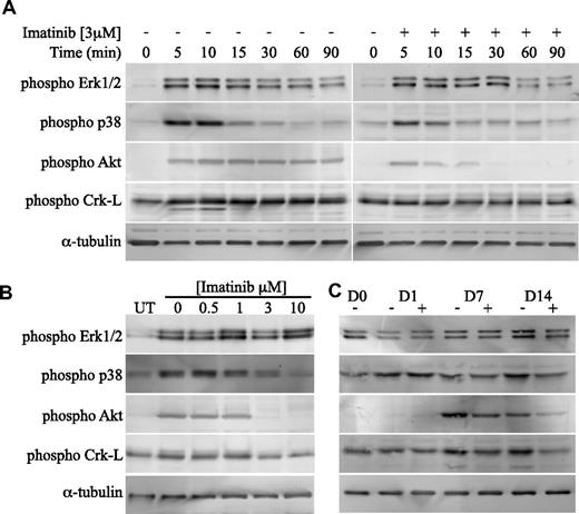 Figure 5. Imatinib is a potent inhibitor of PDGF-induced Akt and Crk-L activation in osteoblast cells. (A) Bone trephine explant cultures were serum deprived, treated with or without imatinib (3 μM), then stimulated with PDGF-BB (10 ng/mL) for the indicated times, after which cell lysates harvested. Equivalent levels of cellular proteins were transferred to PVDF membranes and probed with phosphorylation-specific antibodies as indicated. (B) To determine the concentration range at which imatinib was inhibitory to PDGF-induced p38, Akt, and Crk-L phosphorylation, serum-deprived cells were treated with a range of imatinib concentrations, stimulated with PDGF (10 ng/mL) for 10 minutes, and then processed as above. Western blots were probed with phosphorylation-specific antibodies as indicated. Untreated lysates are labeled UT. (C) To determine whether imatinib had a sustained effect on p38, Akt, and Crk-L activation, lysates were harvested from osteogenic cultures treated with or without 3 μM imatinib at weekly intervals for 2 weeks. Proteins were transferred to PVDF membranes and probed with phosphorylation-specific antibodies as indicated.