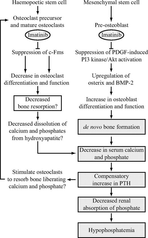 Figure 7. Proposed model of the effect of imatinib mesylate on bone remodeling. Imatinib suppresses osteoclast differentiation and function through inhibition of c-Fms, resulting in a decrease in dissolution of calcium and phosphate from bone. Concomitantly, imatinib promotes osteoblast function through inhibition of PDGF-R, resulting in de novo bone formation. Sequestration of calcium and phosphate to bone results in a net decrease in extracellular calcium and phosphate, which in turn stimulates a compensatory increase in parathyroid hormone (PTH) release. PTH liberates calcium and phosphate from bone by stimulating osteoclast activity. This process is potentially suppressed by imatinib. PTH also balances extracellular calcium and phosphate levels, resulting in a decrease in renal phosphate absorption. This decrease further depletes serum phosphate levels, leading to hypophosphatemia. Shaded boxes represent processes that have been confirmed in vivo and include observations made in previous studies.15,16