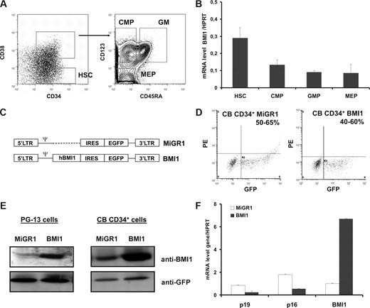 Figure 1. Retroviral introduction of BMI1 in human cord blood (CB) CD34+ cells. (A) Sorting strategies of nontransduced CB stem and progenitor fractions. (B) mRNA expression of BMI1 in human CB cells. Cells analyzed are: HSCs (CD34+CD38−), CMPs (CD34+CD38+IL3Rα+CD45RA−), MEPs (CD34+CD38+IL3Rα−CD45RA−), and GMs (CD34+CD38+IL3Rα+CD45RA+). (C) Schematic representation of the MiGR1 (control) and BMI1 retroviral vectors used in this study. (D) CB CD34+ cells were prestimulated for 48 hours in HPGM supplemented with KL, Flt3L, and TPO followed by 3 transduction rounds in the next 48 hours with MiGR1 or BMI1 retroviruses, and transduction efficiencies were determined on the basis of GFP expression by FACS. (E) Western blot analysis of total cell extracts from PG13 virus producer cells or CB CD34+ transduced cells. Membranes were probed with anti-BMI1 or anti-GFP antibodies. (F) Quantitative RT-PCR analysis of transduced cells for known downstream target genes of BMI1.
