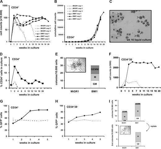 Figure 2. BMI1 promotes long-term in vitro expansion of human CD34+ progenitor cells. (A) Cord blood CD34+ cells were transduced with either control (open symbols) or BMI1 (closed symbols) vectors and grown in stroma-free liquid cultures using a mix of cytokines as described in “Methods.” Cells were counted weekly and 3 independent experiments are shown. Week 0 represents the number of transduced cells that were plated. (B) Cumulative expansion of the same cultures is shown. (C) The May-Grünwald Giemsa stained picture shows a cytospin of 16-week cultured cells where monocytes, macrophages, granulocytes and some blast-like cells can be observed, indicated by the arrows. (D) A representative experiment where the percentage of CD34+ cells was maintained at approximately 4% over a period of 20 weeks in BMI1 overexpressing cells is shown. (E) After 16 weeks, cultures were analyzed for progenitor content in CFC assays in methylcellulose by plating 10 000 cells from the culture without further resorting. Progenitors were only detected in BMI1-expressing cells. A CFU-GEMM colony from a representative CFC experiment is shown in the inset. (F) Transduced and GFP+ sorted CB CD34+CD38− cells were propagated in the same cytokine-driven liquid culture conditions as in panel A for 20 weeks. (G) After transduction unsorted CD34+ cells were grown in cocultures on MS5 stromal cells. The cultures were weekly demidepopulated and analyzed for GFP expression by FACS. (H) Experiment as in panel G, but now transduced CD34+CD38− cells were plated on MS5 stroma. (I) Nonadherent cells from week 5 cocultures were used to perform CFC assays (top panel). After 2 weeks, CFCs were harvested and replated into new methylcellulose assays (bottom panel). Only the BMI1-expressing cells contained replating capacity in secondary CFC assays, and a colony is shown in the inset. A representative experiment of 4 performed experiments is shown.