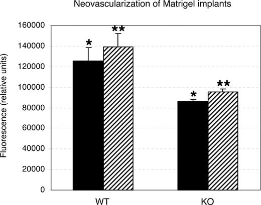 Figure 1. Decreased neovascularization of Matrigel implants in Rap1b−/− mice in the directed in vivo angiogenesis assay. Quantitation of calcein-AM fluorescent staining of cells recovered from angioreactors supplemented with 500 ng/mL VEGF (■) or 187.5 ng/mL bFGF and 62.5 ng/mL VEGF (▨) implanted in normal (WT) and Rap1b−/− (KO) mice. Shown are means; error bars are SEM (n = 3). Asterisks indicate the datasets that were compared in a t test for statistical significance. In both instances, there was a statistically significant decrease in neovascularization of Matrigel implants in Rap1b−/− mice (P < .05).
