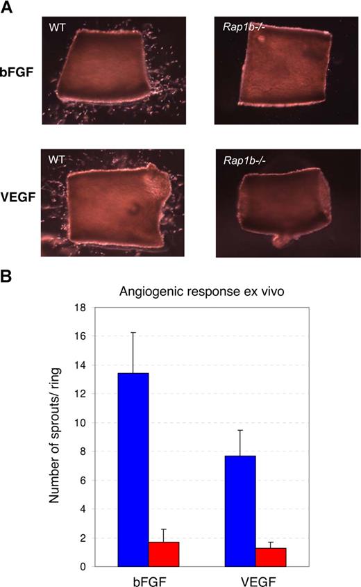 Figure 5. Decreased microvessel sprouting from Rap1b−/− aortic rings. (A) Aortic rings prepared from normal (WT) or Rap1b−/− mice were embedded in growth factor–deprived Matrigel and cultured for 4 days in the presence of 50 ng/mL bFGF (top row) or 50 ng/mL VEGF (bottom row). (B) Quantitation of the average number of sprouts per ring from normal (blue bars) or Rap1b−/− (red bars) aortas indicates reduced ex vivo response of Rap1b−/− aortas to both factors. Data from 6 independent experiments; 8 to 14 rings per experiment. Error bars are SEM.