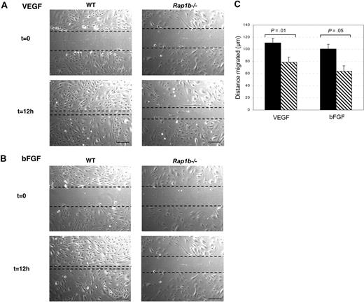 Figure 6. Delayed wound healing by Rap1b-deficient lung endothelial cells. (A) Monolayer cultures of lung endothelial cells isolated from Rap1b−/− and normal (WT) mice were wounded with a pipette tip and subjected to VEGF (A) or bFGF (B) stimulation (t = 0). Cells at the edge of the wound migrated into the wound, closing it over time. After 12 hours, the cells were photographed (t = 12 hours) and migrated distance was measured (C). Bar represents 100 μm. (C) The progress of wound closure, expressed as migrated distance, was significantly delayed in Rap1b−/− cells (▧) compared with wild-type cells (■) in response to either VEGF or bFGF (n = 9, cells isolated from 4 sets of mice).