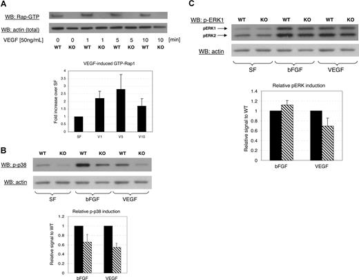 Figure 7. Impaired signaling in Rap1b−/− lung endothelial cells. (A) Typical experiment showing time course of Rap1 activation in normal (WT) or Rap1b-deficient (KO) cells in response to treatment with VEGF. GTP-bound Rap1 was pulled down with RalGDS-GST and detected by an anti-Rap1 polyclonal antibody that recognizes both Rap1 isoforms (top blot). The graph depicts quantitation of fold induction of Rap1 activation by VEGF in WT cells in 5 experiments. The values were obtained by normalizing Rap1 signal to actin content in a corresponding lysate sample (bottom blot). Fold induction of Rap1-GTP loading was calculated by dividing values normalized for actin content from VEGF-treated samples by values from nontreated control samples. Fold induction values obtained from 5 experiments were averaged and are expressed as a percentage of nontreated controls; error bars are SEM. (B,C) Decreased MAPK activation in Rap1b-deficient lung endothelial cells. Western blot analysis of the phosphorylation level of p38 MAPK (B) and ERK (C) in normal (WT) or Rap1b-deficient (KO) endothelial cells cultured and serum-starved for 4 hours (SF) or serum-starved and stimulated for 10 minutes with 50 ng/mL of the indicated growth factor (top blots). Shown are representative experiments. The graphs depict quantitation of fold induction of MAPK phosphorylation by the indicated growth factor from 3 separate experiments. To normalize for protein content, the blots were stripped and reprobed with actin-specific antibody (bottom blots). Fold induction of MAPK phosphorylation was calculated by dividing values from growth factor–treated samples normalized for actin content by values from serum-free control samples. The values for fold induction of MAPK phosphorylation of knockout samples (▧) were expressed as percentage of wild-type values (■). Such derived values from individual experiments were averaged and mean fold induction was plotted with SEM as error bars. Bars represent fold induction of MAPK, which was calculated by dividing values from VEGF-treated samples normalized for actin content by values from nontreated control samples.