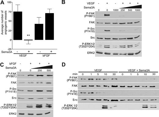 Figure 1. Sema3A interferes with VEGF- but not bFGF-induced angiogenesis. (A) Inhibition of VEGF- but not bFGF-mediated angiogenesis by Sema3A was determined by treating CAMs with PBS, VEGF (40 μg/mL), and bFGF (40 μg/mL) with or without Sema3A (50 μg/mL) for 3 days (n = 15, **P < .01). Error bars represent SEM. (B,C) Increasing concentrations of Sema3A (ng/mL) selectively suppresses FAK and Src activation in VEGF- but not bFGF-stimulated (5 minutes) cells. Phosphorylation of FAK, Src, and ERK was determined through immunoblotting. (D) HUVECs were treated with 250 ng/mL Sema3A prior to stimulation with VEGF throughout various time points. These experiments were repeated multiple times with similar results.