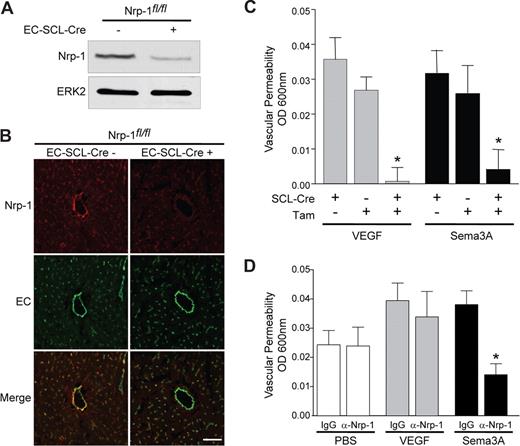 Figure 4. Sema3A and VEGF require Nrp-1 expression to induce vascular permeability. (A) To determine knockdown of Nrp-1 expression in inducible, endothelial-specific knockouts, mice were injected with 20 mg/mL tamoxifen (Tam) for 2 weeks to excise the floxed exon. Heart lysates from EC-SCL-CreERT–positive or –negative Nrp-1fl/fl mice were immunoblotted with antibodies against Nrp-1 or ERK2 as a loading control. (B) Cryosections (5 μm) from Tam-treated EC-SCL-CreERT–positive or –negative Nrp-1fl/fl hearts were stained with antibodies against Nrp-1 (red) and the endothelial markers (EC, green). Confocal images were taken at 400× magnification (scale bar represents 50 μm). (C) Knockdown of Nrp-1 expression disrupts Sema3A- and VEGF-mediated VP. Mice treated with Tam or vehicle were injected subcutaneously with Sema3A, VEGF, or PBS. Dye extravasation was quantitated (n = 8, *P < .05). (D) A function-blocking monoclonal antibody against Nrp-1 inhibits Sema3A- but not VEGF-induced VP. Balb/c mice were injected with an anti–Nrp-1 or IgG (50 μg/mL intravenously) 30 minutes prior to injection of VEGF, Sema3A, or PBS (n = 9, *P < .05). Error bars represent SEM.