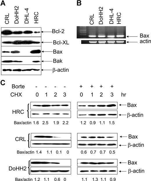 Figure 1. Bax protein instability. (A) Expression of Bcl-2, Bcl-XL, Bak, and Bax proteins. A total of 25 μg proteins/each lane was loaded to 12% sodium dodecyl sulfate-polyacrylamide gel electrophoresis (SDS-PAGE). The anti–Bcl-2 (100) and anti–Bcl-XL antibodies were used at 1:200 dilution; anti-Bax (2D2) antibody was used at 1:1000 dilution, anti-Bak antibody was used at 1:200 dilution, and anti–β-actin antibody was used at 1:10 000 dilution. (B) RT-PCR detection of Bax mRNA levels. (C) The lifespan of Bax protein. HRC, CRL, or DoHH2 cell lines were preincubated with or without 50 nM bortezomib (Borte) for 2 hours and then treated with 50 μg/mL CHX for 3 hours. Proteins were extracted hourly. Bax levels were evaluated by Western blotting using Bax 2D2 antibody at 1:1000 dilution. β-Actin antibody was used at 1:10 000 dilution. Numbers under each pair of blots are the ratio of Bax/β-actin.