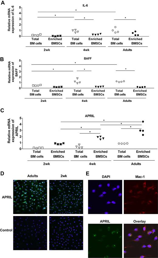 Figure 5. Delayed ontogeny of APRIL expression by BM cells. The expression of mRNA IL-6 (A), BAFF (B), and APRIL (C) was evaluated by quantitative real-time RT-PCR on fresh BM cells and on BMSCs from 2-week-old, 4-week-old, and adult mice. Results include data generated with a pool of 6 to 7 individual mice (total BM cells) or 5 independent cultures of a pool of 10 mice (enriched BMSCs). *P < .05. (D) BMSCs (5 × 104) from adult and 2-week-old mice were stained in chamber slides with IIID3 antibody as described in “APRIL immunostaining.” (E) BMSCs (5 × 104) from adult mice were stained in chamber slides with IIID3 antibody and anti–Mac-1 antibody as described in “APRIL immunostaining.”