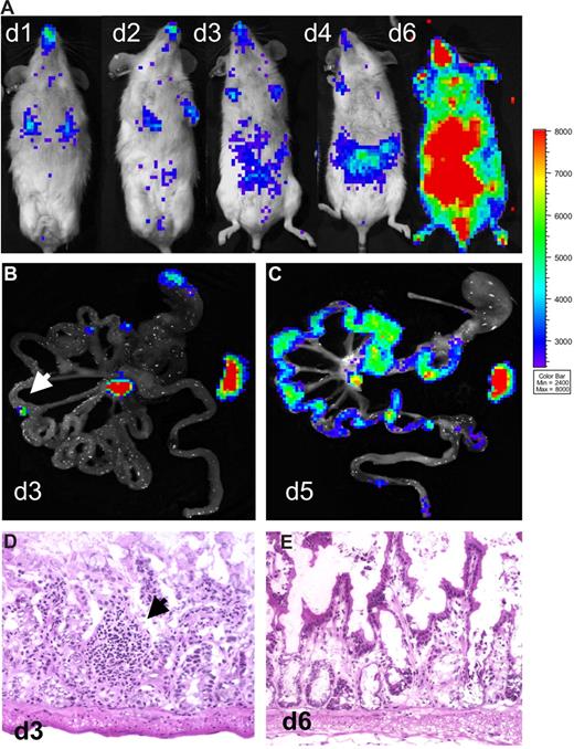 Figure 2. Onset of intestinal aGVHD is not delayed in Peyer's patch (PPKO)–deficient mice. Myeloablatively conditioned PPKO Balb/c mice received transplants of luc+ FVB/N-L2G85 splenocytes plus FVB/N wild type bone marrow cells. (A) In vivo BLI of transplanted mice showed expansion of alloreactive T cells over lymphatic and intestinal sites by day 4, intestinal, liver, and skin infiltration by day 6 after aHCT. (B) Ex vivo images of the intestinal tract on day 3 displayed BLI signals from the mLN and the spleen. In some animals small light-emitting foci (arrow) were observed, which were sampled and analyzed (see below). (C) Ex vivo imaging of the gastrointestinal tract confirmed diffuse intestinal infiltration by luc+ donor cells on day 5. (D) Histologically, above described foci (arrow) were identified as ill-defined small lymphocytic aggregates. All of the analyzed mice were deficient for PP. (E) hematoxylin and eosin (H&E) analysis on day 6 after aHCT revealed a grade 2 GVHD on intestinal samples, showing apoptotic bodies and extensive crypt destructions in PPKO recipients.