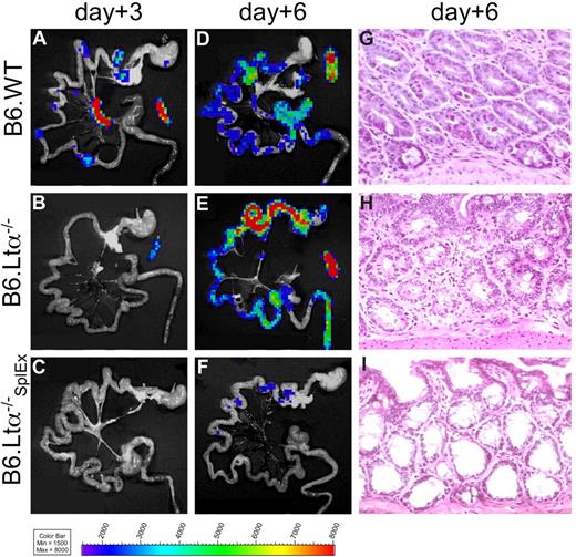 Figure 3. Lymph node– and Peyer's patch–deficient LTα−/− mice develop intestinal aGVHD, while splenectomized LTα−/− mice are protected. Myeloablatively conditioned C57Bl/6 wild-type recipients (B6.WT) were compared with C57Bl/6-Lymphtoxin alpha−/− mice (B6.LTα−/−, deficient for PP and LNs) and splenectomized B6.LTα−/− recipients (B6.LTα−/−SplEx) after transplantation with allogeneic luc+ FVB/N T cells plus WT BM cells. (A) Ex vivo BLI signals projected to the spleen, mLN, and PP in B6.WT mice, solely to the spleen in B6.LTα−/− (B), but were not apparent in B6.LTα−/−SplEx recipients (C) on day 3 after aHCT. (D,E) On day 6 ex vivo BLI signals increased over the intestines in B6.WT and B6.LTα−/− recipients in similar strength, in stark contrast to B6.LTα−/−SplEx recipients (F) Ex vivo imaging correlated well with H&E histopathology on day 6, by showing widespread signs of aGVHD (grade 2) in the small and large bowel of B6.WT (G) and B6.LTα−/− recipients (H). In contrast, the intestinal mucosa of B6.LTα−/−SplEx recipients hardly showed any lymphocytes and no aGVHD (I).