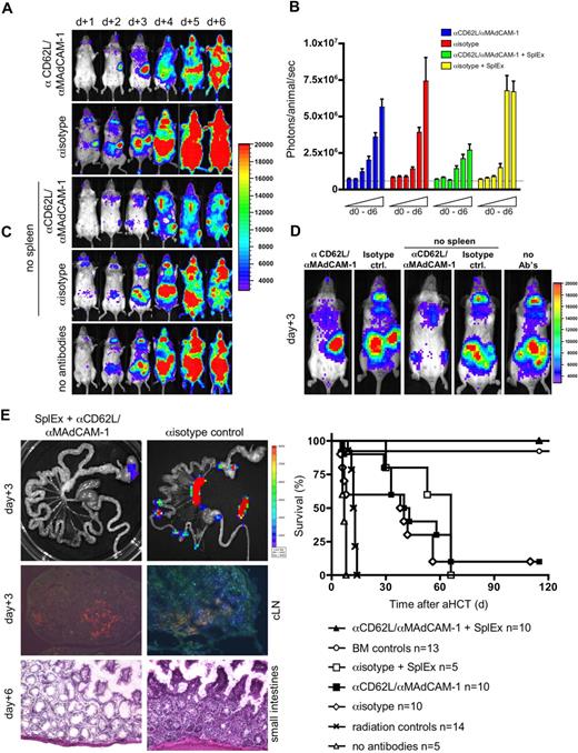Figure 4. Blocking the access to all SLOs prevents aGHVD. Conditioned Balb/c recipients (H-2d) received transplants of allogeneic luc+ T cells and wild type FVB/N (H-2q) bone marrow cells. To prevent donor T-cell entry to SLOs either Balb/c or splenectomized Balb/c (no spleen, SplEx) aHCT recipients were intravenously injected daily with αCD62L αMAdCAM-1 or isotype control antibodies. (A) In vivo BLI for the first 6 days after aHCT demonstrated effective blocking of nodal sites by combined αCD62L/αMAdCAM-1 treatment. However, alloreactive cells proliferated in the spleen before aGVHD target infiltration (top panel). Splenectomy plus isotype control antibody treatment lead to compensatory alloreactive cell expansion in remaining accessible sites (second from bottom). However, combined αCD62L/αMAdCAM-1SplEx treatment resulted in less intense BLI signals (middle), that projected predominantly to the bone marrow compartments (sternum, femura and pelvis). By day 4 abdominal sites were targeted in all groups except for the αCD62L/αMAdCAM-1SplEx group. Shown is one representative animal (of 5) from each group (reproduced in 3 independent experiments). (B) The total body photon emission of αCD62L/αMAdCAM-1SplEx recipients is reduced in contrast to all other groups (P < .015). This indicates compensatory proliferation in recipients with partially blocked SLO T-cell entry. Means plus or minus SD are shown in the bar graphs. (C) In higher magnification (day 3), BLI reveals the compensatory sites of alloreactive proliferation. The spleen region was positive in the αCD62L/αMAdCAM-1 group, whereas PP and LN regions were positive in the splenectomy plus isotype antibody group. Less intense signals projected to the BM compartment in the αCD62L/αMAdCAM-1SplEx group. (D) Blocking the access to SLO by αCD62L/αMAdCAM-1SplEx was effective as measured by ex vivo imaging (top left) and immune fluorescence microscopy (Thy1.1+ donor T cells in blue, MHC II+ host APCs in red, isotype control right panels). Histopathologic evaluation supported these findings, by showing a grade 2 intestinal aGVHD in isotype controls (bottom right) in comparison to unaffected GIT from the αCD62L/αMAdCAM-1SplEx group (bottom left). (E) All animals from the αCD62L/αMAdCAM-1SplEx group survived the aHCT without any signs of acute or chronic GVHD (pooled data from 3 independent experiments, P < .001). In contrast, αCD62L/αMAdCAM-1 treatment, isotype treatment or isotype treatment with splenectomy all resulted in acute GVHD-related mortality (≥ 90%) within 70 days after aHCT. Control groups: BM only, more than 90% survival, no aGVHD; BM and splenocytes, no antibodies: 0% survival, severe aGVHD; radiation only: 0% survival.