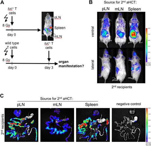 Figure 5. Intestinal and hepatic recruitment of alloreactive effector cells after transfer of in vivo primed alloreactive T cells into conditioned secondary allogeneic recipients irrespective of the original priming site. (A) Primary and secondary Balb/c (H-2d) recipients were conditioned (2 × 4 gy) and received transplants of either luc+ or wild-type allogeneic FVB/N (H-2b) T cells, respectively, to simulate comparable conditions in both groups. On day 3, luc+ T cells were isolated from either pLN (cLN and iLN combined) or mLN, or spleen. Subsequently, these in vivo primed alloreactive donor T cells were injected separately into secondary recipients to track their in vivo short-term homing. (B) Within 18 hours after secondary transfer, luc+ T cells predominantly homed to abdominal sites in all of the analyzed groups (1 of 5 representative experiments is shown). (C) Ex vivo imaging confirmed that alloreactive luc+ donor cells homed to the gastrointestinal tract (GIT), the liver (above GIT), and the spleen (right from GIT) in conditioned secondary recipients irrespective whether in vivo priming occurred in pLN, mLN, or spleen.