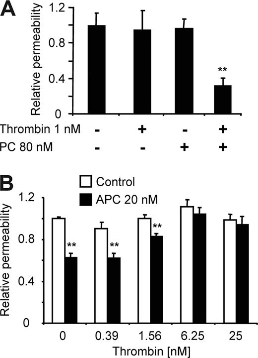 Figure 1. Protective signaling by APC in the presence of thrombin. EA.hy926 cells in a dual-chamber system were incubated for 3 hours with the indicated agonists in the top chamber followed by analysis of permeability. Means plus or minus SEM with n = 5 (A) and 10 (B). **P < .005.