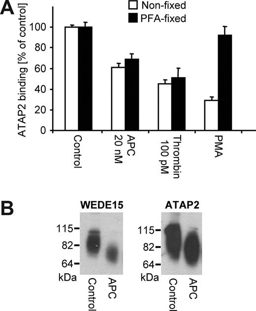 Figure 3. ATAP2 does not detect PAR1's active conformation generated after scissile bond cleavage. (A) ATAP2 binding was quantified by cell-surface ELISA after incubation for 3 hours with the indicated agonists in cells before and after fixation with paraformaldehyde (PFA). PMA indicates phorbol myristate acetate (0.1 μg/mL). Means plus or minus SEM are shown (n = 12). (B) Cells were incubated for 3 hours with control or APC (20 nM) and biotinylated surface proteins were analyzed by Western blotting with WEDE15 or ATAP2 as indicated. A representative experiment of 3 is shown.